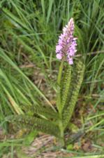 Dactylorhiza x senayi (Alleiz.) Soó ?<br/>Munții Lăpușului, Slătioara, 27 May 2012 © Adrian Schlesinger - public domain (<a href=https://creativecommons.org/publicdomain/zero/1.0/ target=_blank>CC0 1.0</a>)